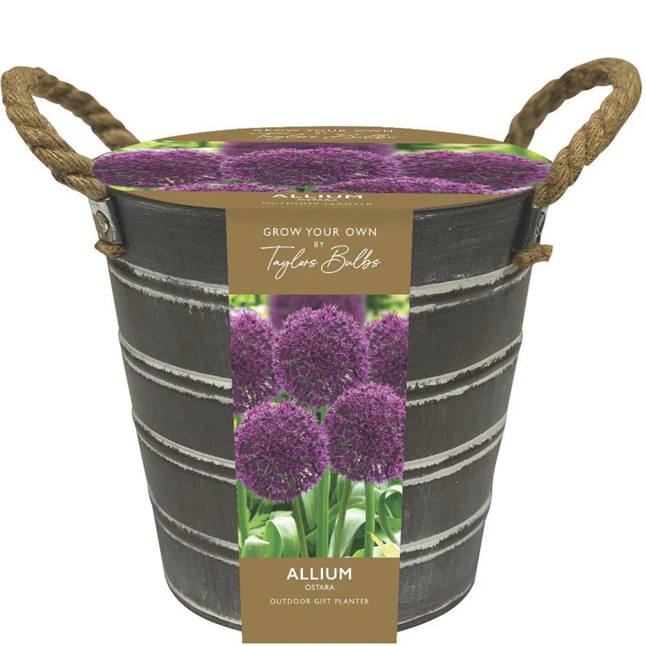 5015882025848 1 Outdoor Allium Bucket.jpg